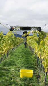 Robot innovant pour les vendanges à Changins