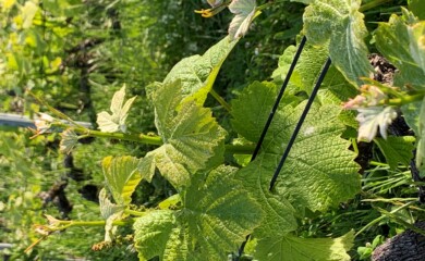 vigne de chasselas de l'école d'œnologie de Changin