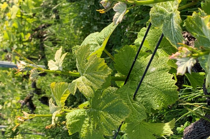 vigne de chasselas de l'école d'œnologie de Changin