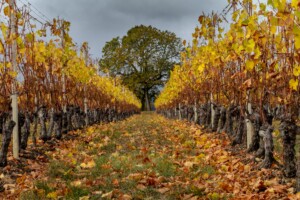Vigne jaune d'automne à l'école de vin de Changins